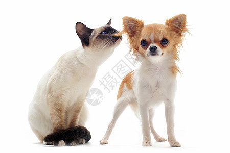 小狗吉娃娃和小猫朋友们宠物工作室棕色动物犬类友谊白色伴侣图片