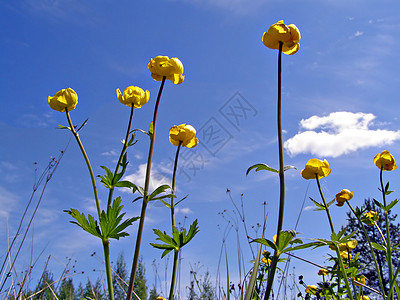 绿地上的黄黄色花朵床单植物群花瓣蓝色草地生物学荒野生长场地宏观图片