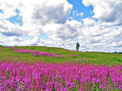 田地花朵国家地面蓝色紫丁香环境植物群荒野牧草淡紫色晴天图片