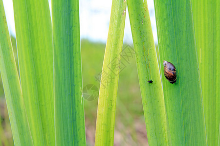 子上垂着的蜗牛季节叶子软体螺旋宏观生物学荒野园艺蠕变害虫图片