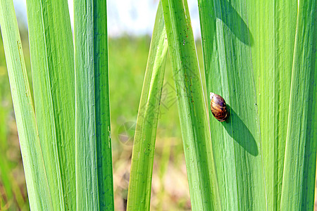 子上垂着的蜗牛蔬菜害虫动物学动物沼泽园艺荒野蠕变季节螺旋图片