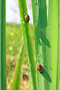 子上垂着的蜗牛动物学螺旋园艺害虫植物荒野蔬菜季节叶子生物学图片