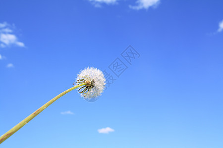 花层叶子杂草草地后代植物学蓝色生活场景种子自由图片