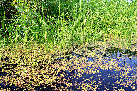 鸭草在水中生物宏观绿色圆形沼泽太阳光合作用植物树叶叶子图片