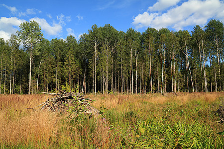 切除木柴损害生产收成风景环境植被戒指日志活力木头图片