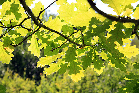 橡树页植物群植物学异国花园阴影床单绿色阳光情调植物图片