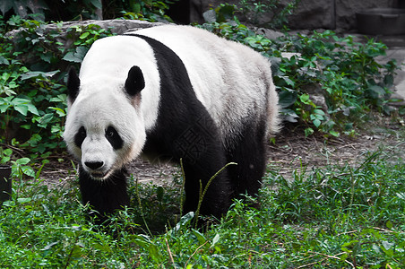 动物园公园中的熊猫图片