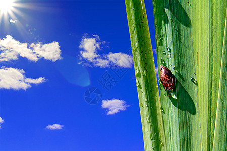 上的蜗牛动物学宏观蠕变叶子射线蔬菜天空蓝色园艺动物图片