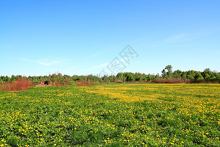 田野露地草地生长场景叶子蓝色杂草植物自由后代脆弱性图片