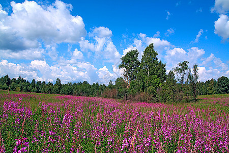 夏季外地地平线草地植物群天气花瓣植物草本植物农村淡紫色牧草图片