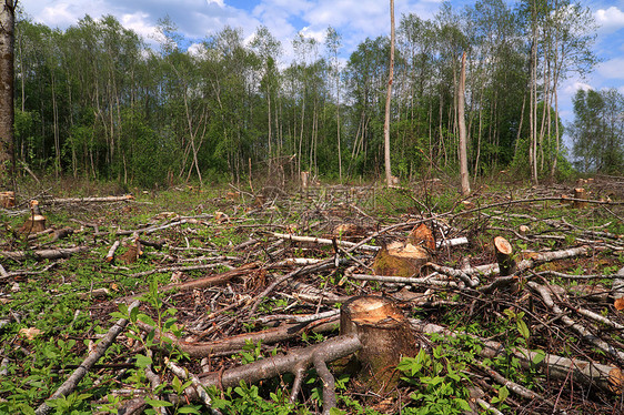 切除木柴资源收成破坏木头戒指树干损害环境木材森林图片
