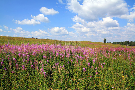 夏季外地天气荒野紫丁香草本植物农村植物群淡紫色蓝色空地晴天图片