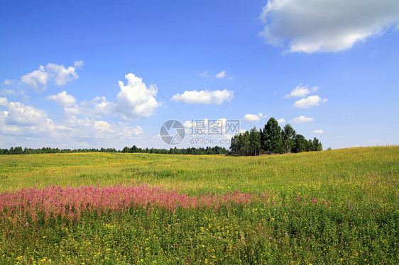 夏季外地植物群植物国家农村天空地平线晴天空地环境天气图片