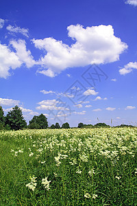 夏季外地草本植物空地生长地面淡紫色国家农村天空蓝色晴天图片
