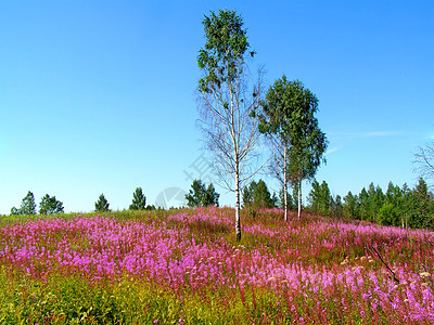 田野上花朵草地国家地平线花瓣生长草本植物蓝色淡紫色晴天牧草图片