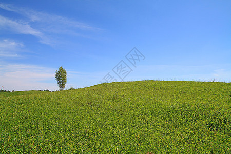 野上闪光季节海滩阳光自由植物森林场地土地叶子图片