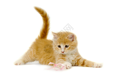 猫猫在粉色弓上玩小猫高清图片