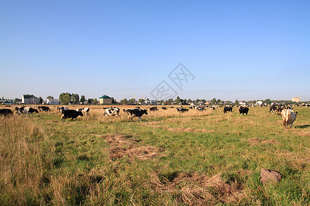 牧牛的牲畜农场场景牧场女性小牛草地动物隐藏天空城市图片