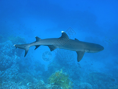 鲨鱼动物群危险动物热带潜水情调游泳捕食者假期野生动物图片
