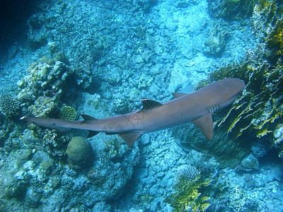 珊瑚礁鲨鱼和珊瑚礁图片