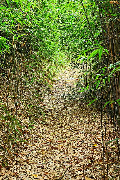 竹林通道小路叶子远足植被绿色树叶亚热带森林树木脚步图片
