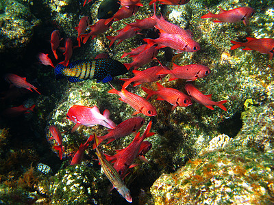 Pinecone 人鱼和珊瑚礁图片