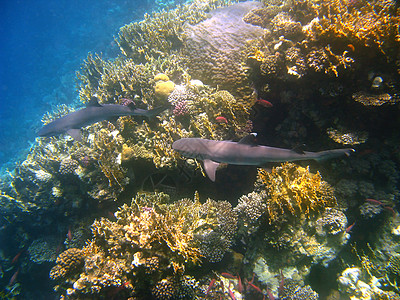 白礁 鲨鱼和珊瑚礁图片