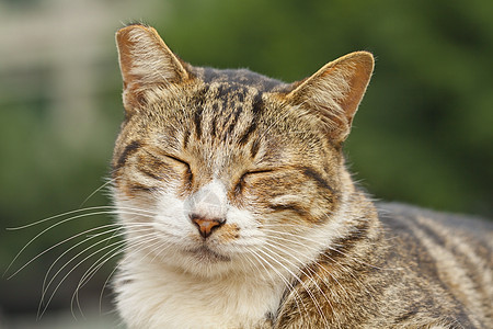 睡觉的猫 特写镜头晶须小猫头发哺乳动物宠物说谎耳朵毛皮动物乐趣图片