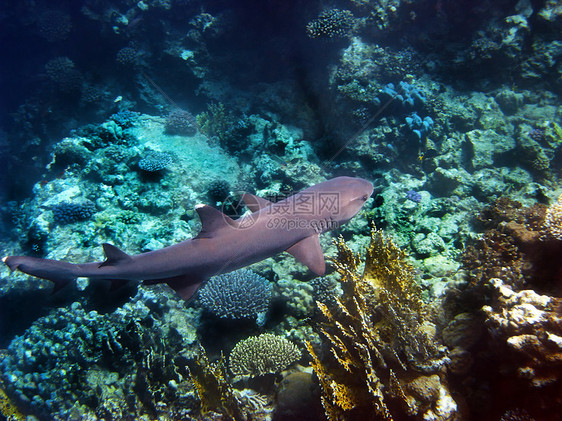红海珊瑚礁鲨鱼图片