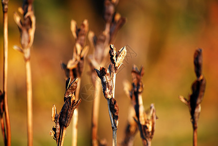 秋天的干植物图片