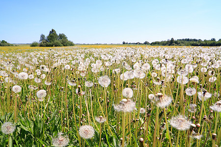 夏季田地上的白花蓝色后代生活脆弱性种子柔软度飞行植物生长场景图片