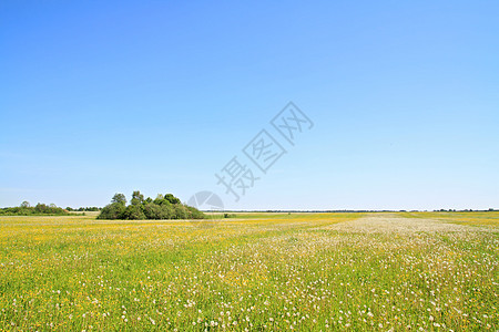 夏季田地上的白花场景后代生长植物草本植物柔软度自由生活种子叶子图片