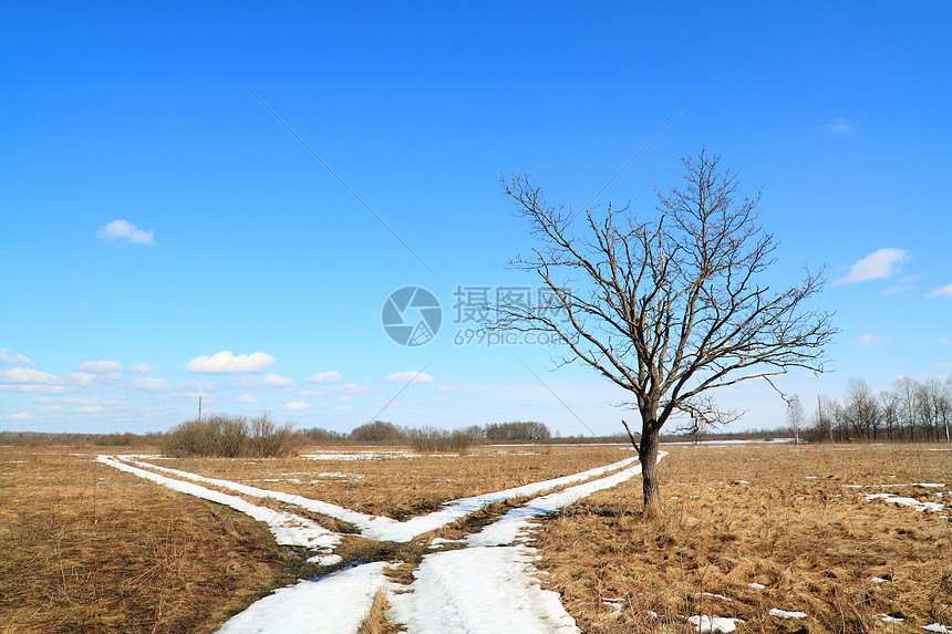 田野雪路蓝色橡木农村衬套阴影树叶分支机构天空森林地平线图片