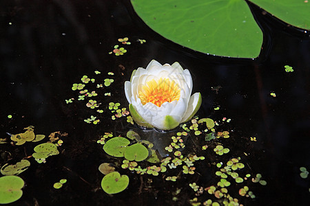 沼泽鸭草中含水的百合池塘花瓣动物浮萍波纹两栖公园藻类植物环境图片