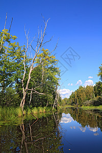 沿海木湖上的干树草本植物场地风景木头叶子季节荒野植物群反射环境图片