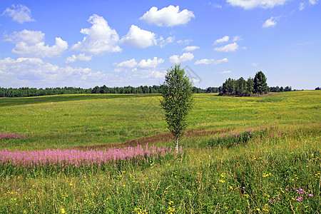 夏季田地上的小树枝花瓣草本植物晴天淡紫色天气环境紫丁香生长蓝色植物图片