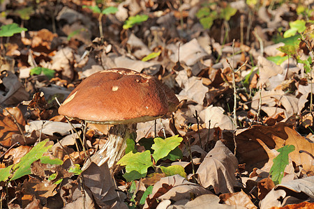 奶粉蘑菇烹饪森林生长食物美食福利孢子植物食用菌采摘图片