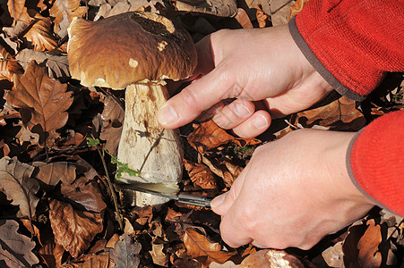 采摘蘑菇食用菌美食福利小刀森林生长食物孢子雨后春笋烹饪图片