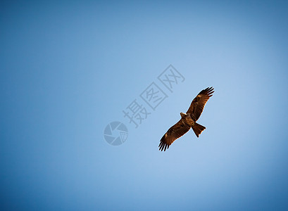 鸟儿飞翔天空蓝色飞行鸟类野生动物羽毛自由老鹰风筝图片