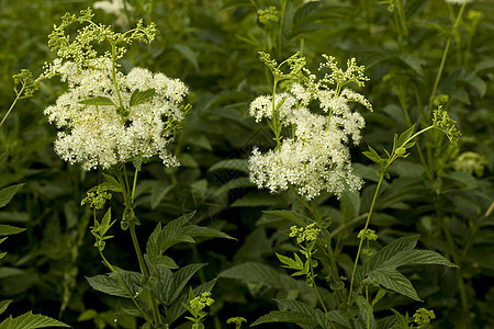利平极藻类草药绿色香料叶子植物群植物花序白色草本植物图片