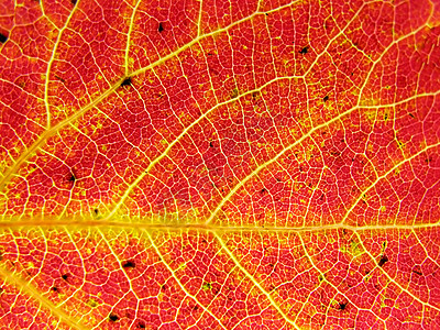枫叶图片工作表树桦木阳光光合作用宏观黄色床单网格植物群花园植物学背景