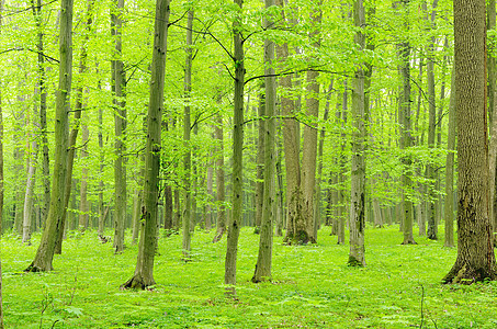 森林木头途径小路荒野公园太阳晴天环境叶子植物图片