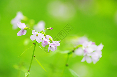 春花宏观植物群阴影花园森林公园花瓣毛茛蓝色植物图片