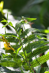 拐杖漏洞竹节虫生物动物学荒野热带鬼虫昆虫生物学绿色背景图片