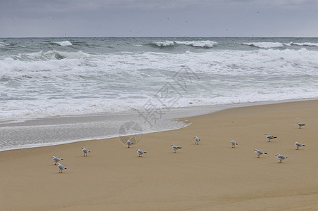 海浪海鸥海鸥在沙滩上有些海鸥 在阴云的一天背景