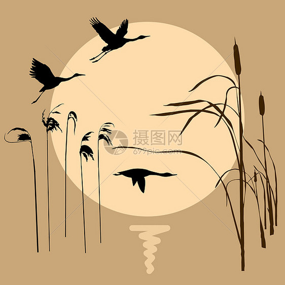 在背景太阳下吸引飞行鸟类的矢量芦苇草图反射沼泽草本植物夹子墙纸团体圆圈床单图片