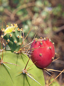 Opuntia 仙人掌荆棘叶子红色绿色脊柱水果生长多刺图片