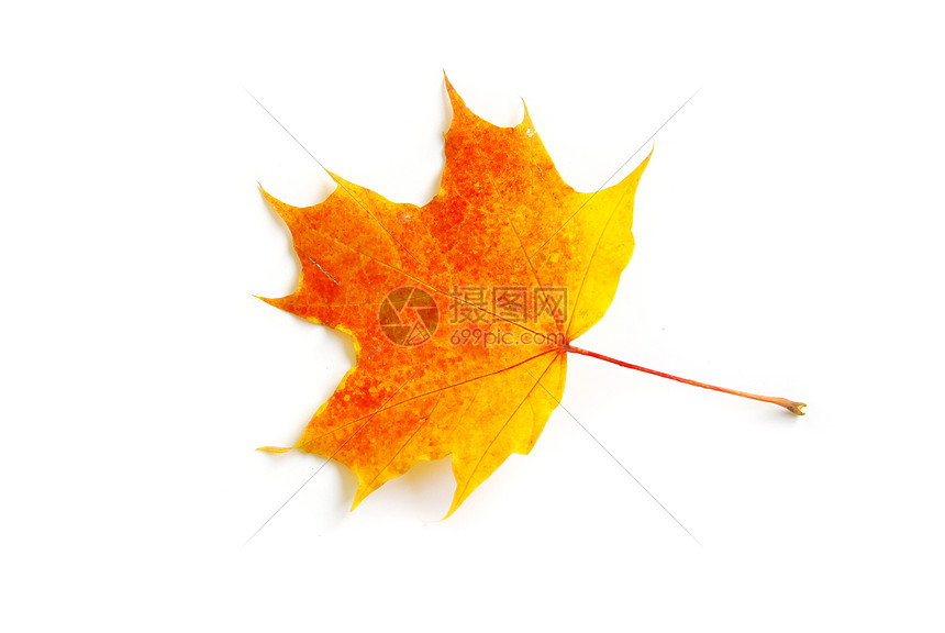 秋叶纹理森林树木落叶白色季节橙子桌面黄色季节性图片