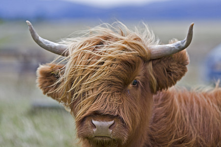 青青棕高地牛头发畜牧业田园风光农场生物棕色动物农业家畜图片