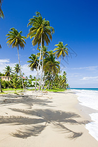 格林纳达Sauteurs湾海滩植物学旅行树木位置假期植被海湾世界热带图片
